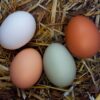 Fresh laid, multi-colored eggs in straw nest.