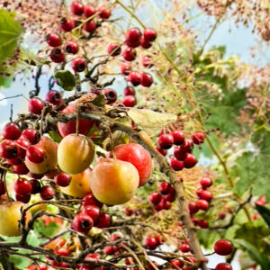 September 12, 2025 - 3rd Annual Art in the Garden - 5:00 to 8:00 p.m.